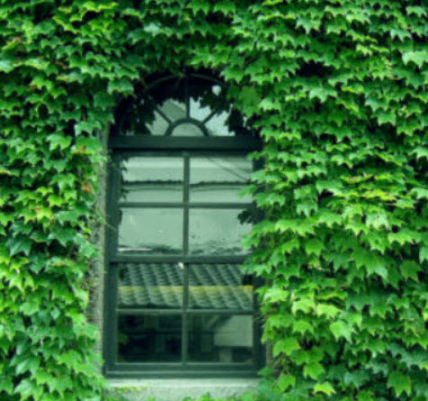 บอสตัน ไอวี่ เขียว (Boston Ivy Green) / 50 เม็ด (Netherland)*