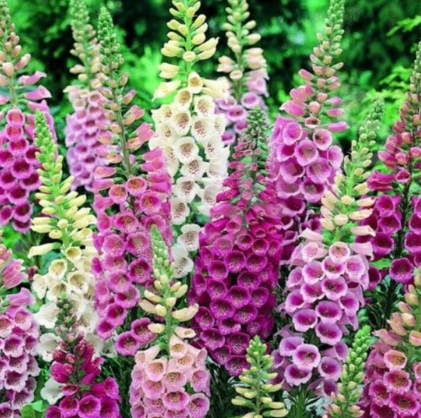 ถุงมือจิ้งจอก หรือ ดิจิทาลิส (Foxglove / Digitalis - Excelsior) คละ / 35,000 เม็ด (UK)*