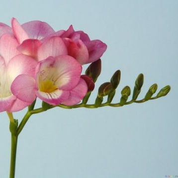 พิมพ์อลูมิเนียมตัดฟรีเซีย(Aluminum mold cutter Freesias flower)