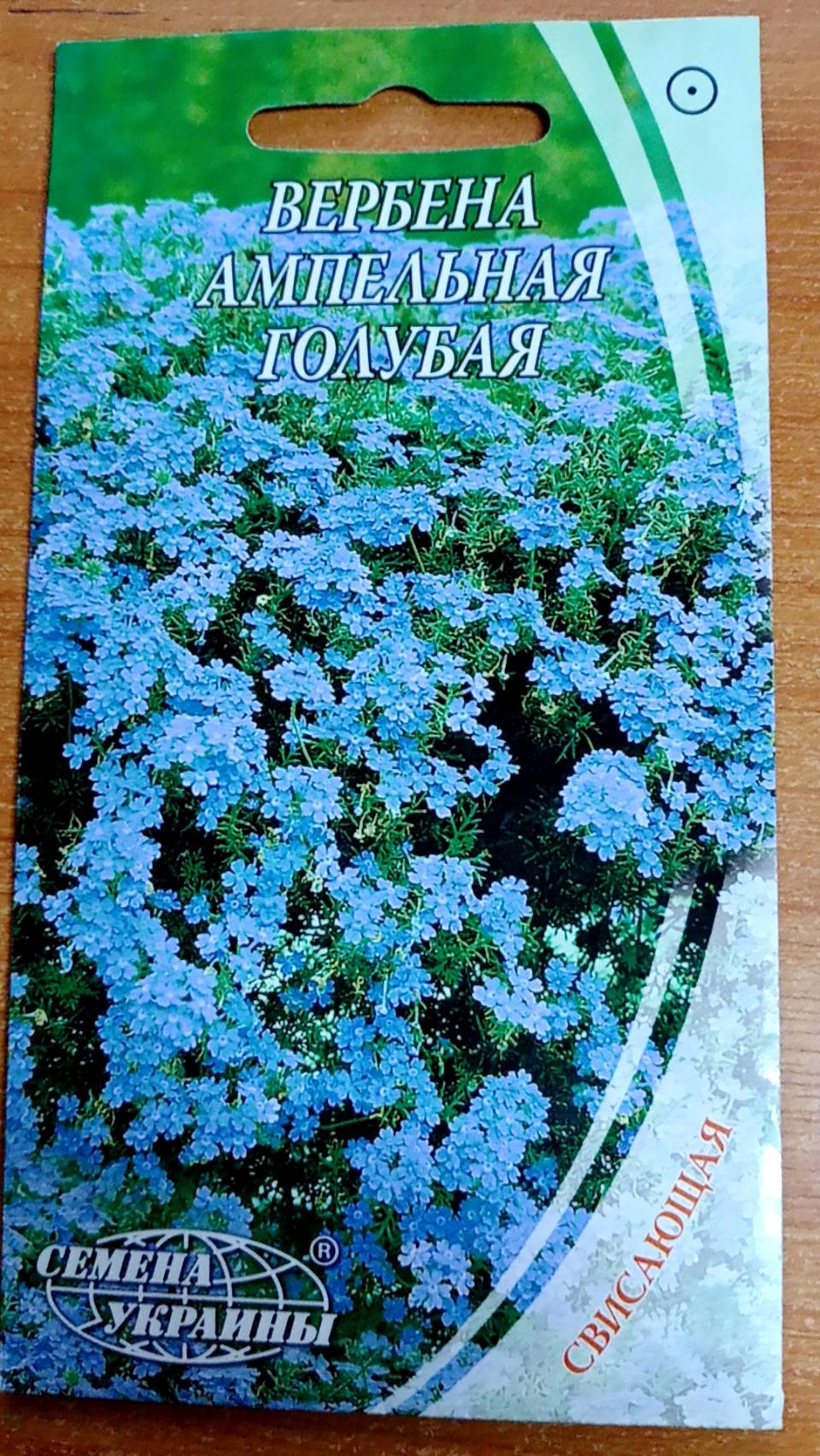 เวอร์บีนา (Verbena x Hybrida) สีฟ้า-น้ำเงิน / ซอง 40 เม็ด (Ukraine)*