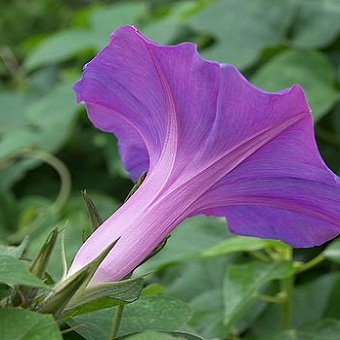 พิมพ์ตัดดอก + ใบมอร์นิ่งเกอรี่ ( Aluminum Mold cutter Morning glory flower )