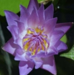 บัวออกัสโคช (August Koch) สีม่วง / 200 เม็ด