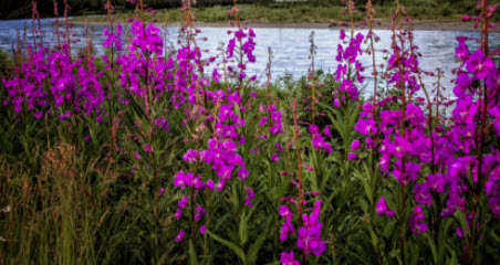 ไฟร์หวีด (Fireweed) / 100 เม็ด (Netherlands)