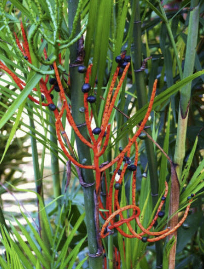 ปาล์มไผ่ (Bamboo palm) / 5 เม็ด (Portugal)