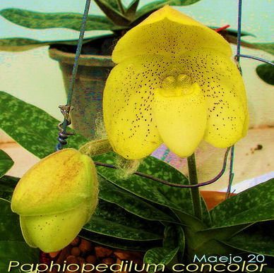 พิมพ์ตัดอก+ใบรองเท้านารีเหลืองปราจีน ( Aluminum mold cutter Paphiopedilum concolor)