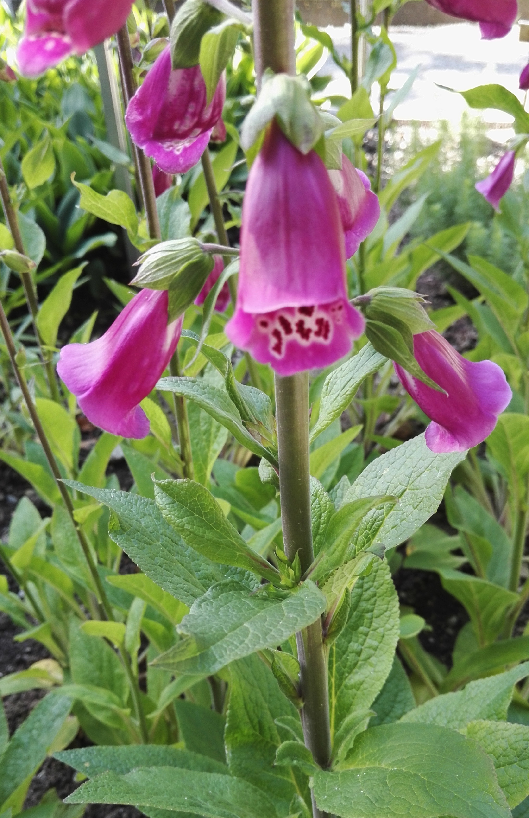 พิมพ์ตัดถุงมือจิ้งจอก(Cutter Mold foxglove)