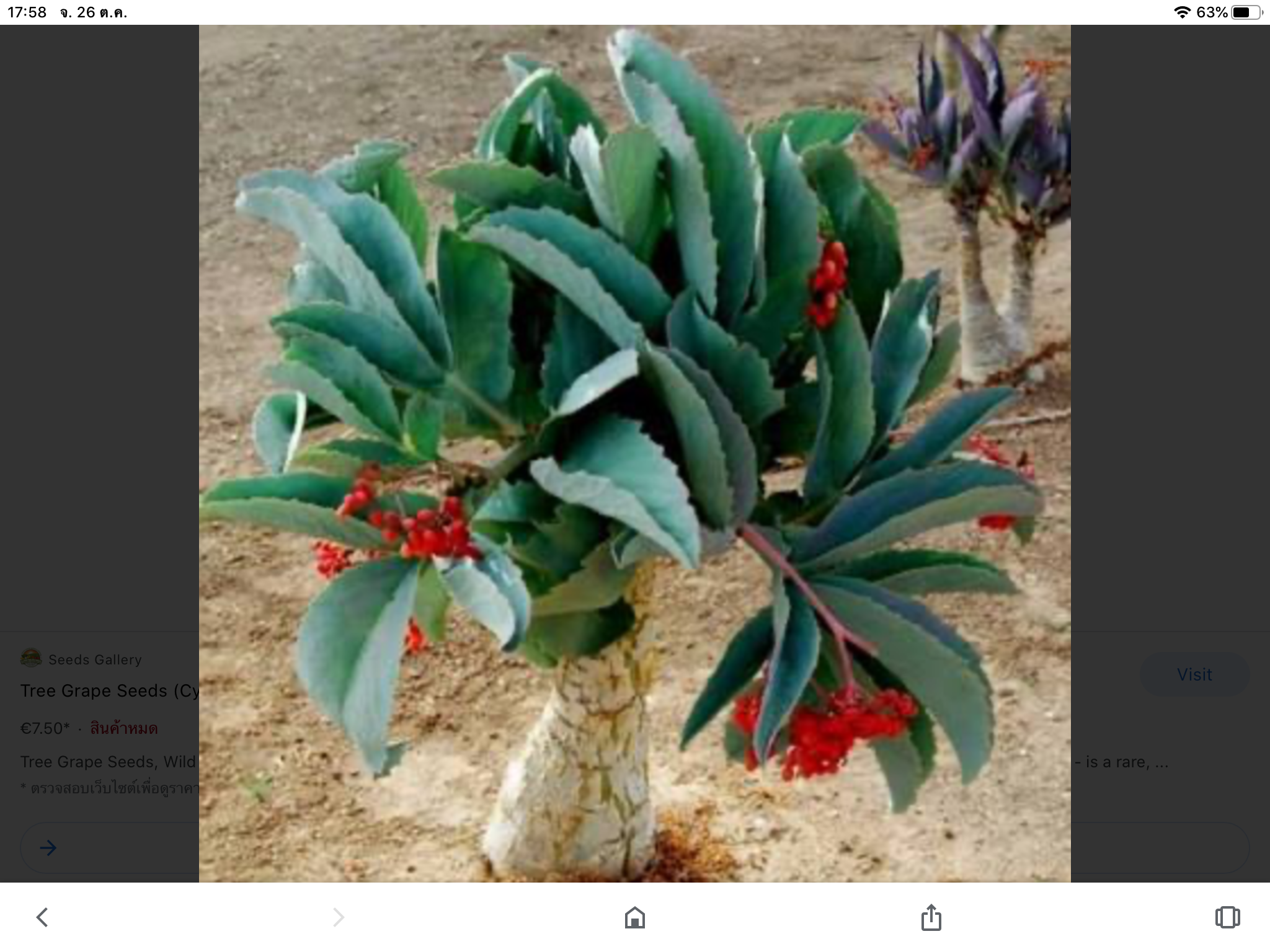 องุ่นนามิเบีย (Namibian grape) หรือองุ่นต้น / เม็ด (Israel) สินค้า Pre-order