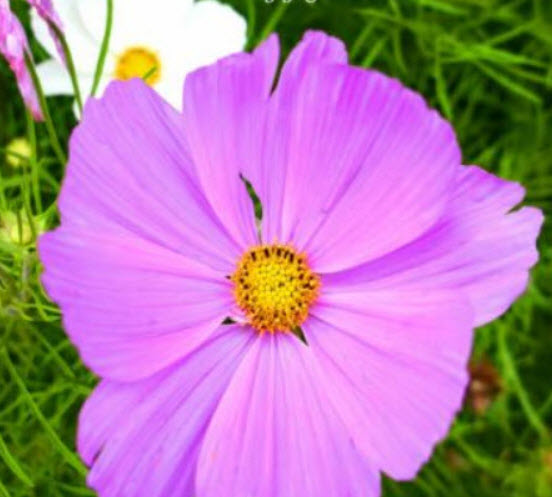 ดาวกระจาย เออลี่ เวก้า (Cosmos - Early Vega) / 100 เม็ด (UK)*
