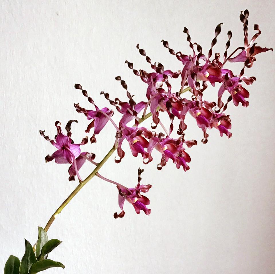 Cutter Mold dendrobium lasianthera