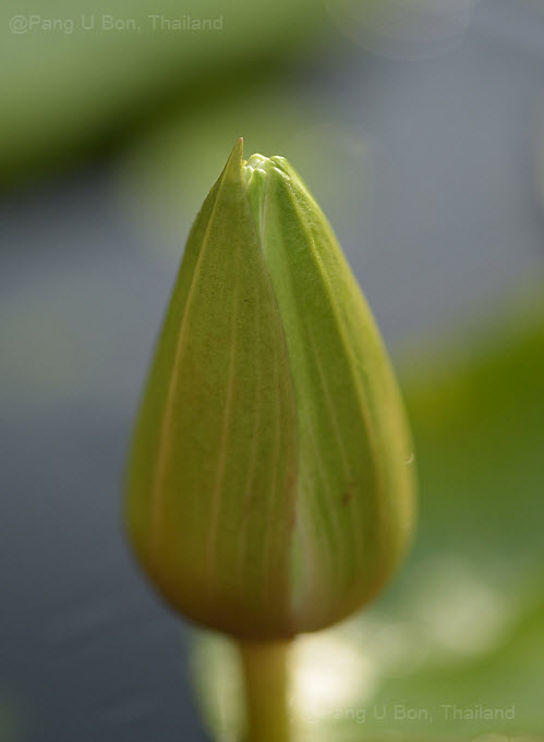 บัวสาย'วิรุฬห์รักษ์' / N.'Virulrak'