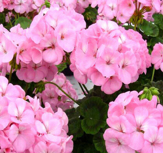 พิมพ์ตัดดอก+ใบเจอราเนียม(Mold cutter geranium Flowers)