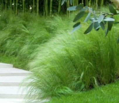 หญ้าขนเม็กซิกัน (Mexican Feather Grass) / 100 เม็ด (France)*