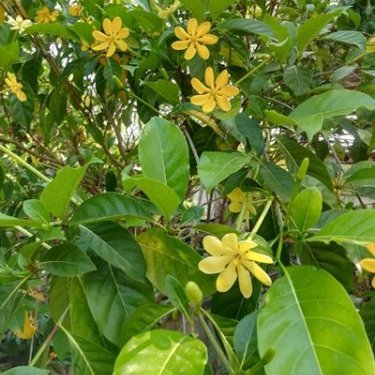 พิมพ์อลูมิเนียมตัดดอก+ใบพุดน้ำบุศย์ (Aluminum mold cutter Gardenia carinata Wallich. + leaves )