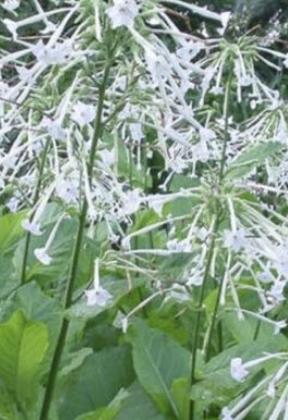 ยาสูบ (woodland Tobacco) / 200 เม็ด (UK)