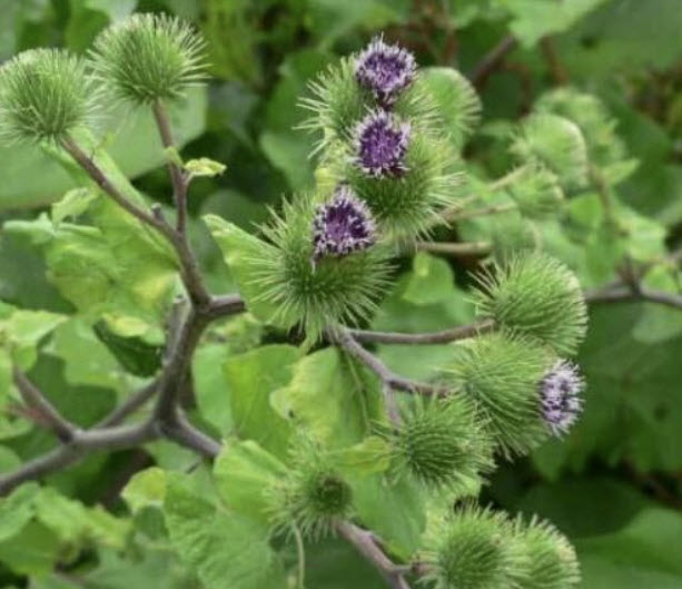 โบโก หรือเบอร์ด็อค (Bogo / Burdock) / 20 เม็ด (UK)