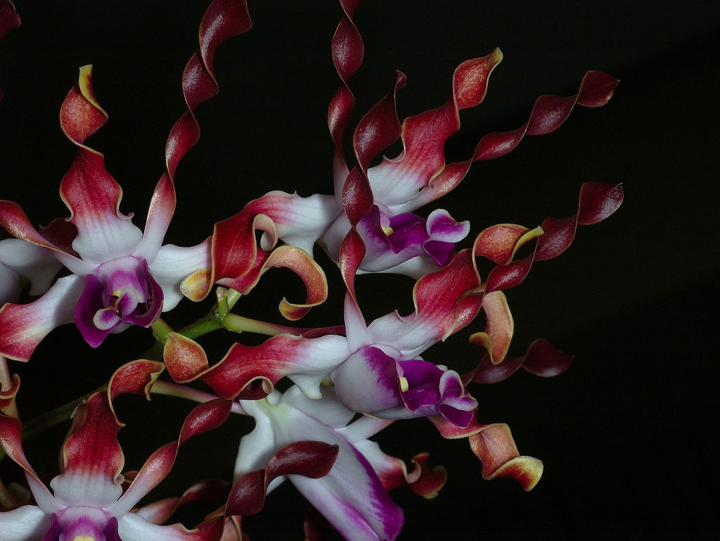 Cutter Mold dendrobium lasianthera