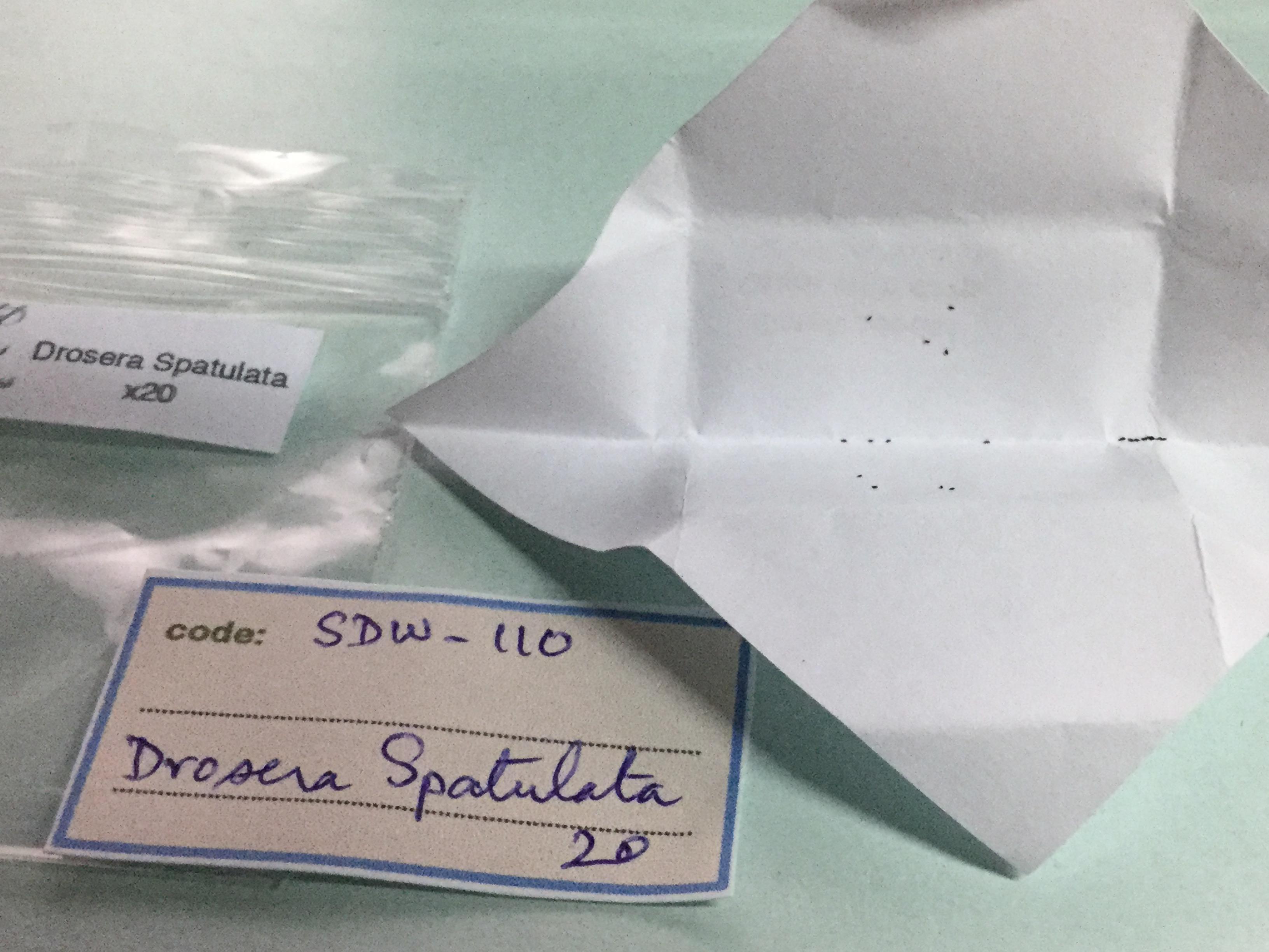 หยาดน้ำค้าง (Sundew / Drosera - Spatulata) / 20 เม็ด (UK)