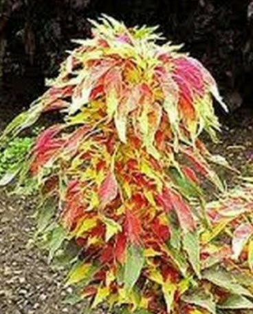 ผักโขม หรือผักโขมแดง (Amaranthus tri-color Perfecta) / 100 เม็ด (USA)