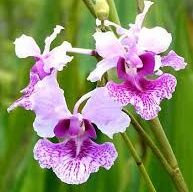 พิมพ์ตัดกล้วยไม้แวนด้าโจคิม (Aluminum mold cutter Vanda Miss Joaquim orchids.) สำเนา