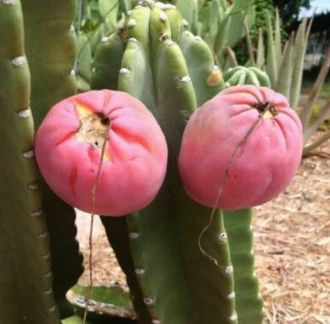 เฮ็ดจ์ แคคตัส (Hedge Cactus) / 5 เม็ด (Hungary)