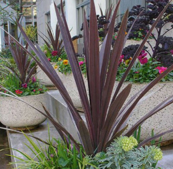 จันผาม่วงออสเตรเลีย (Cordyline Australis Purple) / 25 เม็ด (Portugal)*