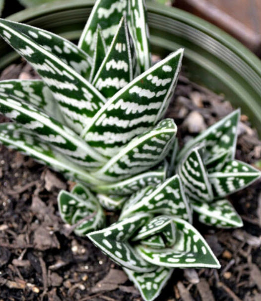 ว่านหางจระเข้ด่าง (Aloe variegata) ดอกสีส้ม / 5 เม็ด (Spain)*