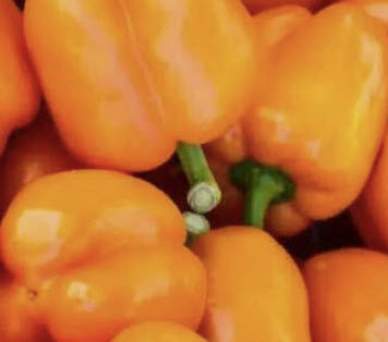 พริกหวาน หรือพริกระฆัง (Sweet Bell Pepper) สีส้ม / 15 เม็ด (UK)