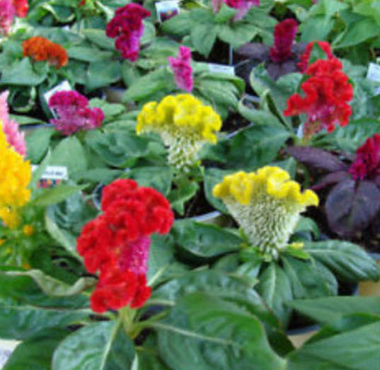 หงอนไก่ (Cockscomb) คละ / 200 เม็ด (Hungary)*
