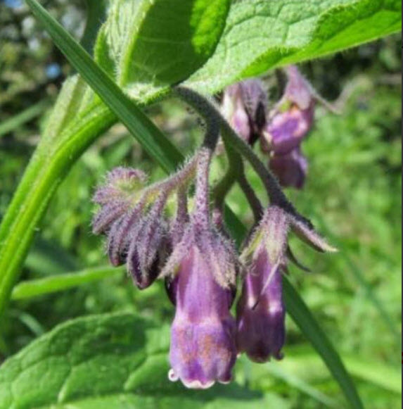 คอมเฟรย์ (Comfrey / Symphytum officinale) พืชสมุนไพรยอดนิยม / 25 เม็ด (Spain)*
