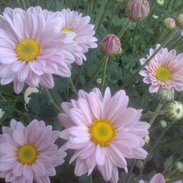 พิมพ์อลูมิเนียมตัดดอกมัม(Aluminum mold cutter dendranthemum Flower)