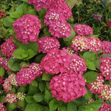 พิมพ์อลูมิเนียมตัดดอก+ใบไฮเดรนเยีย(Aluminum mold cutter hydrangeas + leaves )