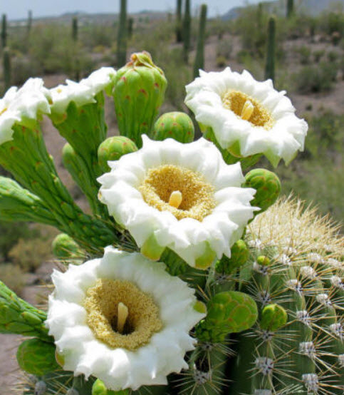 ซากัวโร หรือแคคตัสยักษ์ (Saguaro) / 10 เม็ด (USA)