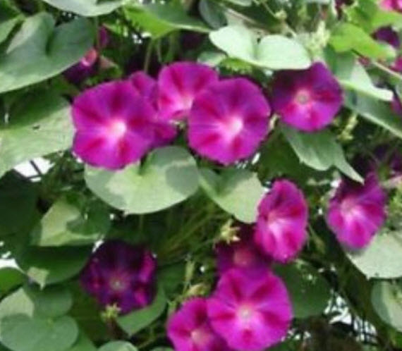 มอนิ่ง กลอรี่ (Morning glory - Crimson Ramber) / 25 เม็ด (USA)*
