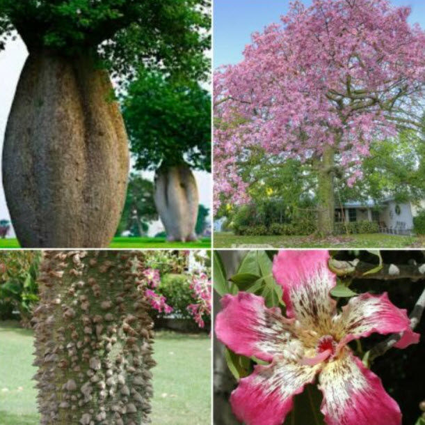 ต้นขวด (Bottle tree / fake Kapok) / 10 เม็ด (Italy)*