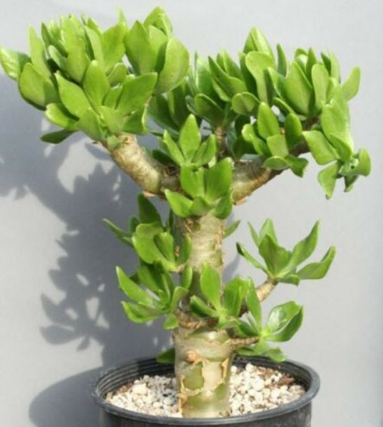 Tylecodon Paniculatus / Butter Tree / 5 เม็ด (Israel)