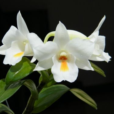 พิมพ์ตัดกล้วยไม้เอื้องเงินหลวง(Aluminum mold cutter Dendrobium formosum orchids)