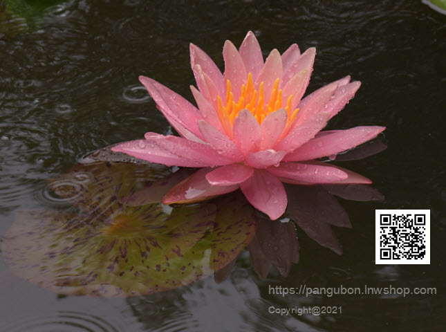 บัวฝรั่ง 'เพอร์รี่ออเรนจ์ซันเซ็ต' / Hardy Waterlily N.'Perry's Orange Sunset'