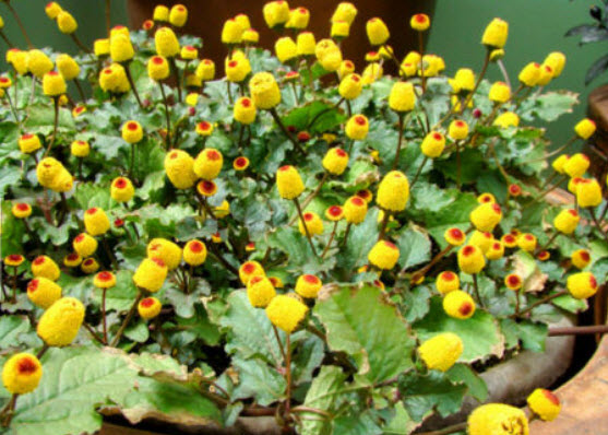 ผักคราดหัวแหวน (Spilanthes Oleracea) / 400 เม็ด (UK)