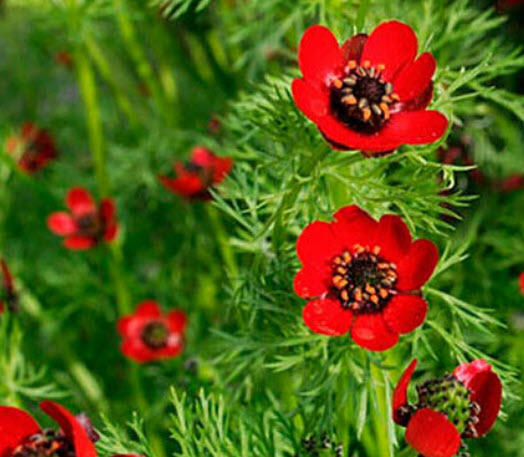 อโดนิส หรือ เฟสสัน อาย (Pheasants Eye / Adonis aestivalis) สีแดง / 20 เม็ด (UK)