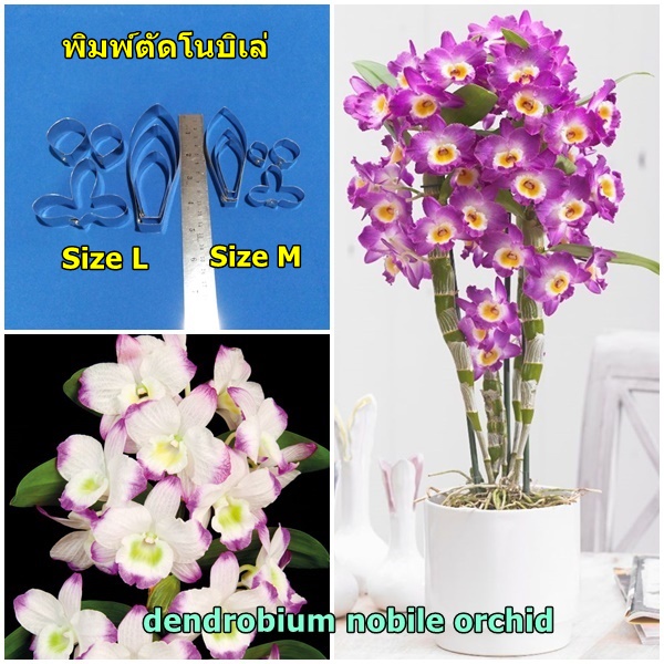 พิมตัดโนบิเล่ (Aluminum mold cutter Dendrobium nobile orchids)