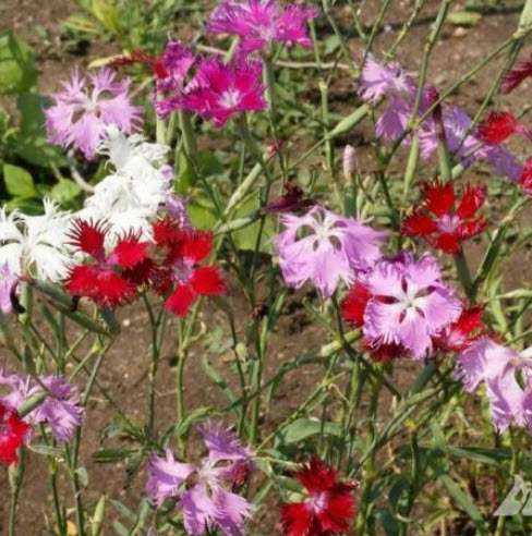 ฟริ้งก์พื้งค์ (Fringed Pink) คละ / 100 เม็ด (Lithuania)