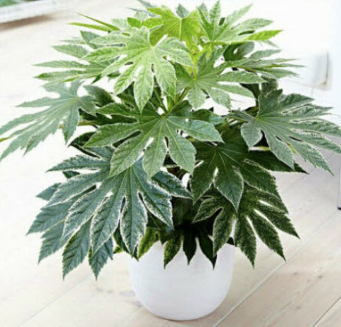 แฟทเซีย (Fatsia Japanese) / 5 เม็ด (Romania)