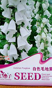 ดิจิทาลิส (Digitalis / Foxglove) สีขาว / ซอง 50 เม็ด (China)*