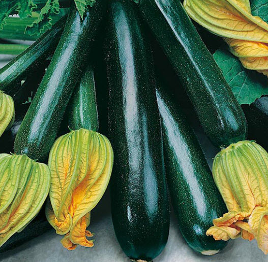 ซูกินี่ดำ แบล๊คบิวตี้ (Zucchini - Black Beauty) / 50 เม็ด (UK)