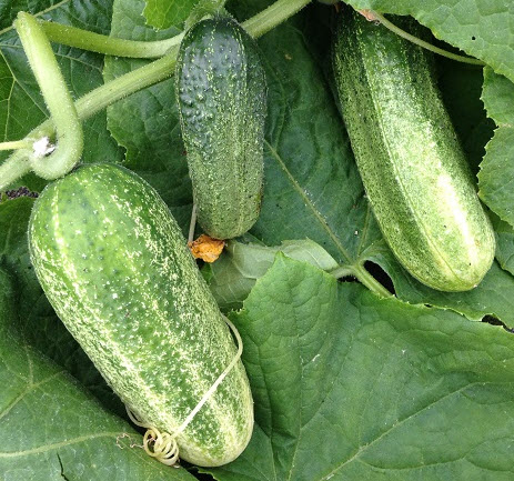 แตงกวา (Cucumber Gherkin F1) / 10 เม็ด (UK)