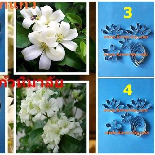 พิมพ์ตัดดอกแก้ว(Aluminum mold cutter ORANGE JASMINE)
