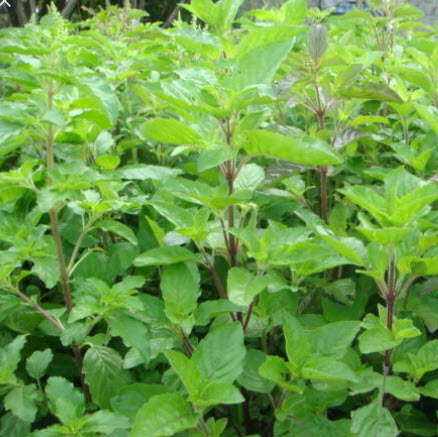 กะเพรา (Holy basil) / ซอง