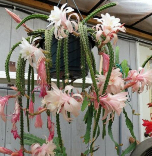 Aporophyllum Karen / Stunning Cactus / 5 เม็ด (Israel) - Pre-order