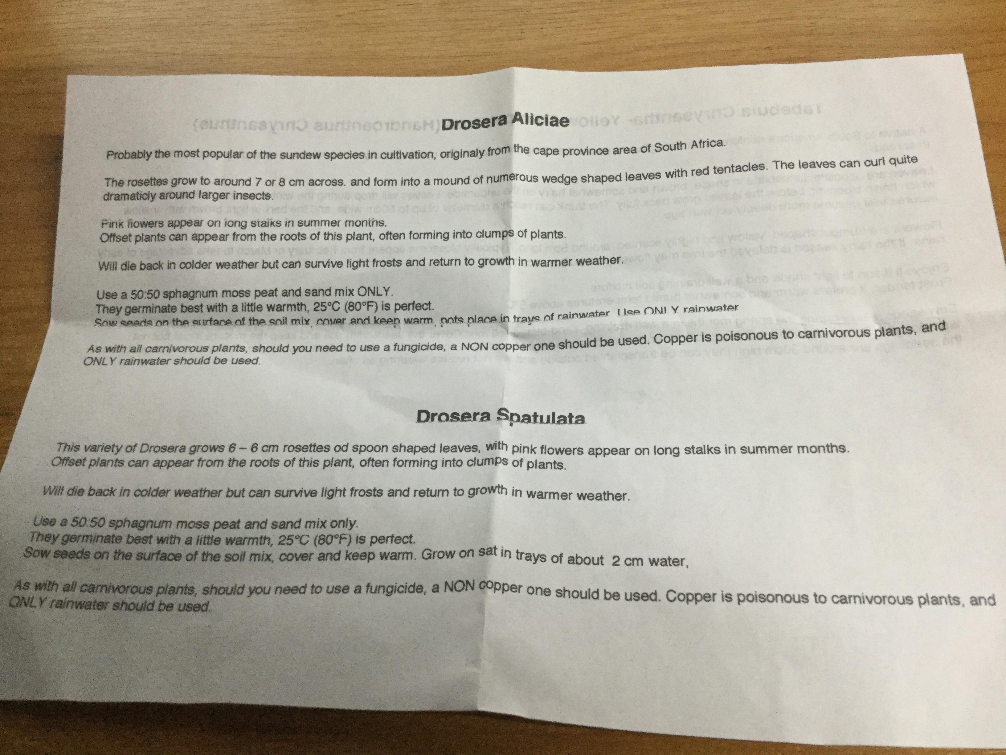 หยาดน้ำค้าง (Sundew / Drosera - Spatulata) / 20 เม็ด (UK)