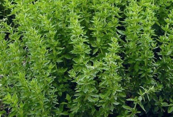 ออริกาโน่ (Oregano) / 500 เม็ด (UK)
